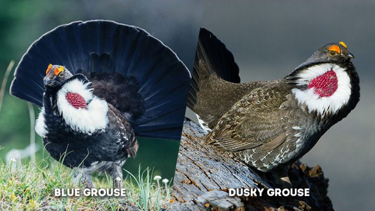 Blue Grouse Vs Dusky Grouse The Worlds Rarest Birds