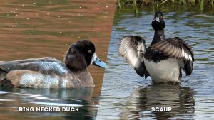 Greater Scaup Vs Lesser Scaup The Worlds Rarest Birds