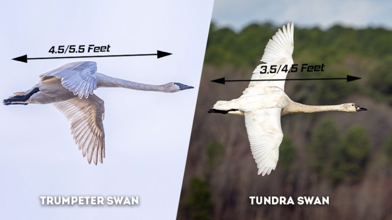 Trumpeter Swan Vs Tundra Swan What Are The Differences The Worlds