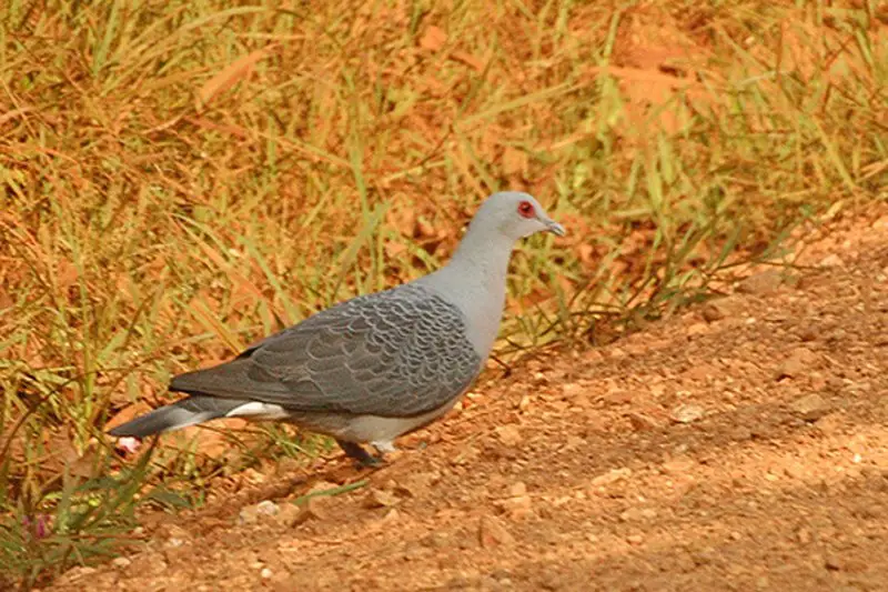 Afep pigeon