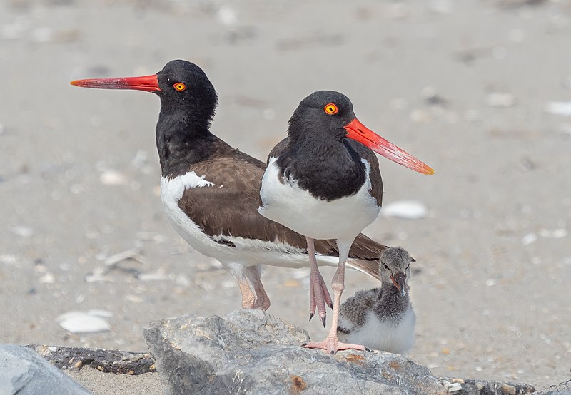 American oystercatcher