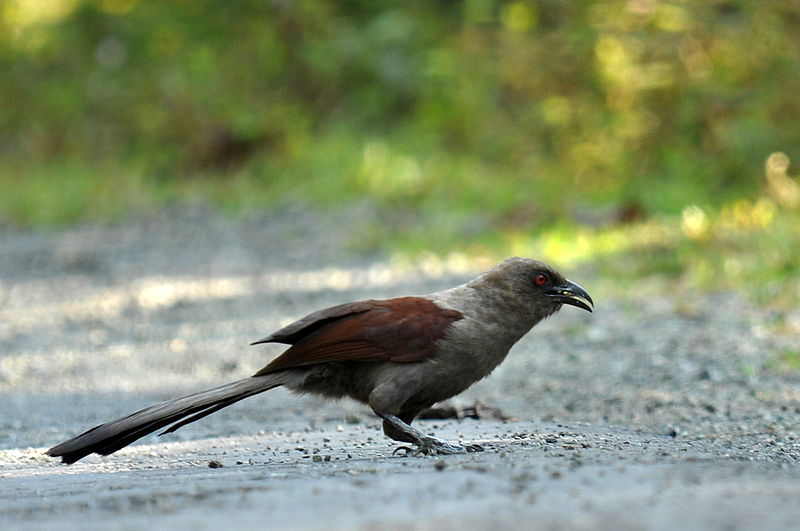 Andaman coucal