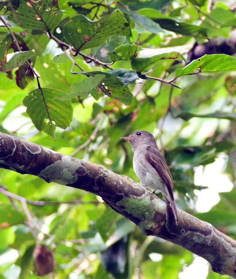 Ashy-breasted flycatcher