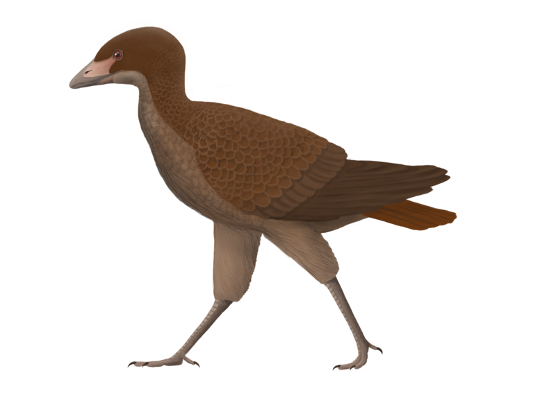 Asteriornis