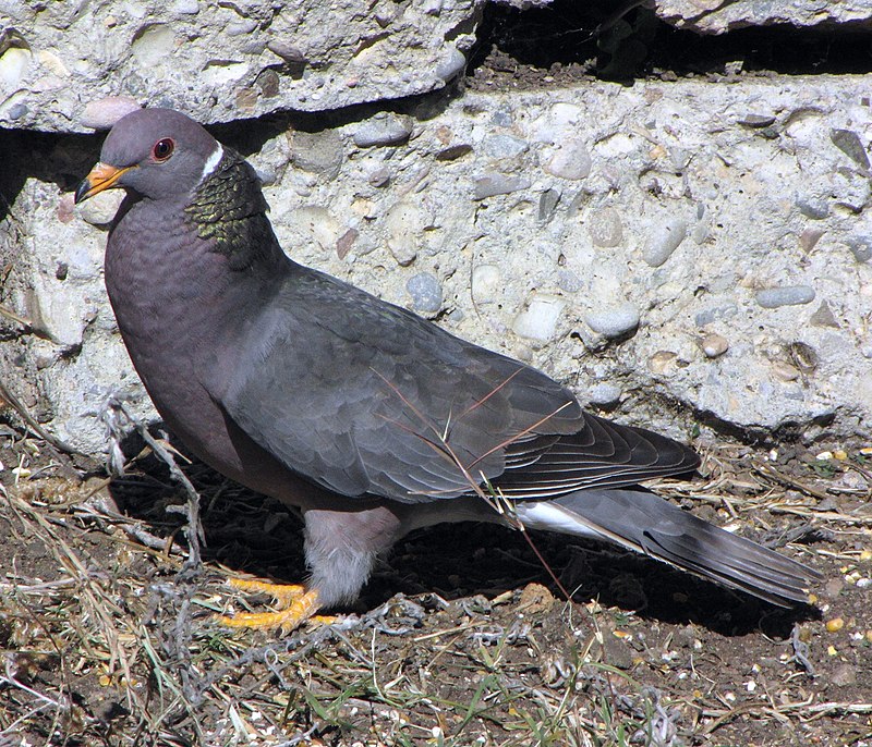 Band-tailed pigeon