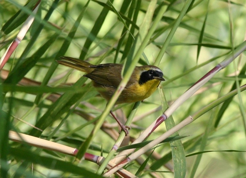 Belding s yellowthroat