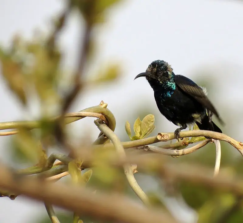 Black sunbird