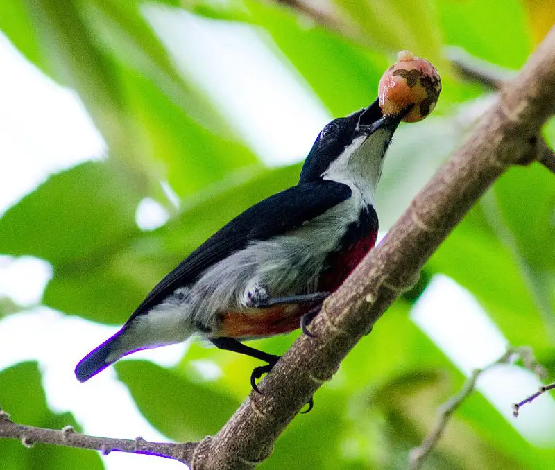 Black-belted flowerpecker