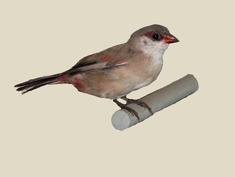 Black-cheeked waxbill
