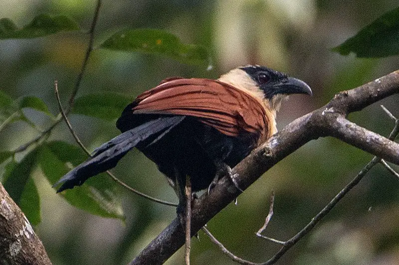 Black-faced coucal