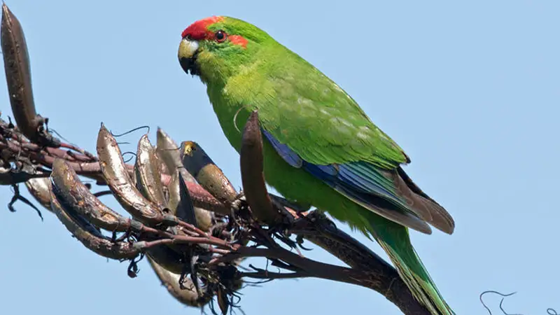 Black-fronted parakeet