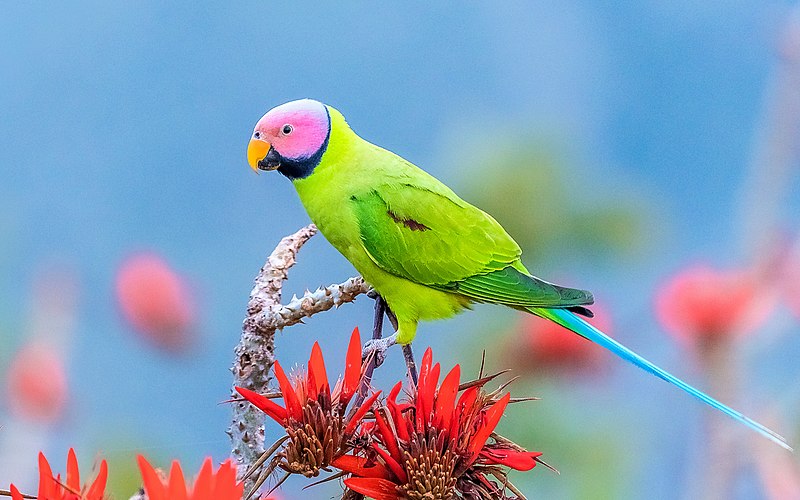 Blossom-headed parakeet