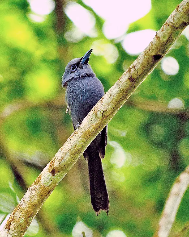 Blue paradise flycatcher