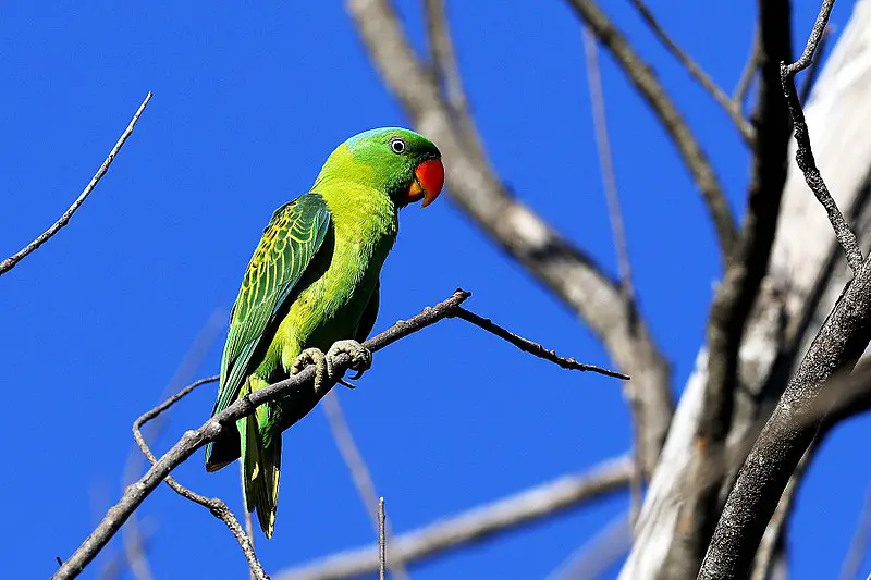 Blue-naped parrot