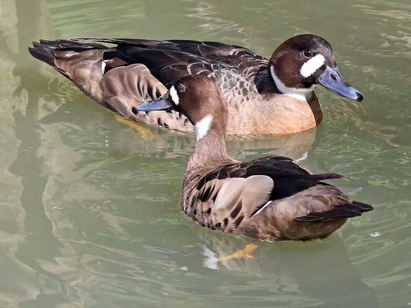 Bronze-winged duck