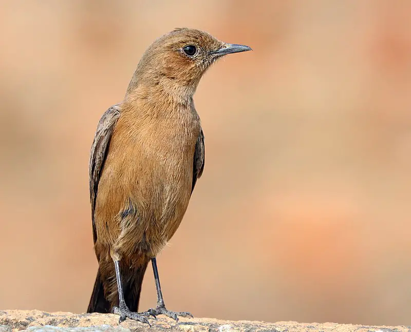 Brown rock chat
