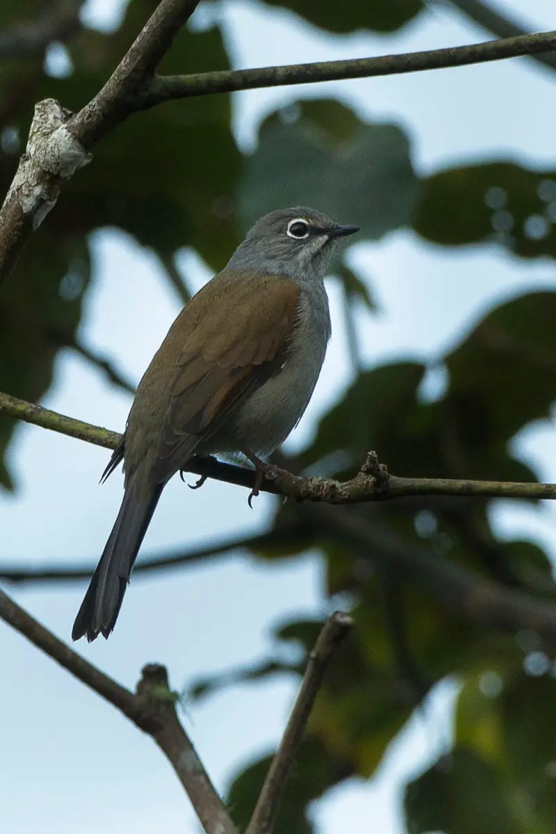 Brown-backed solitaire