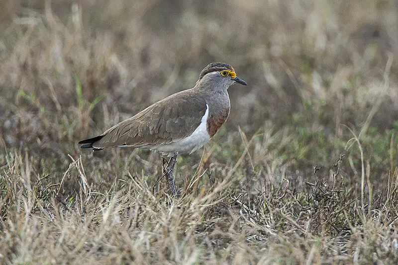 Brown-chested lapwing