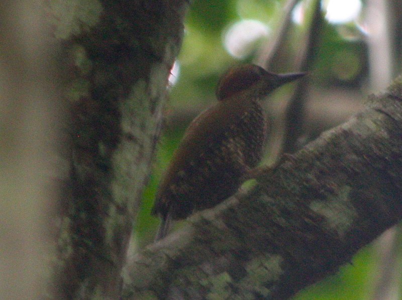 Brown-eared woodpecker