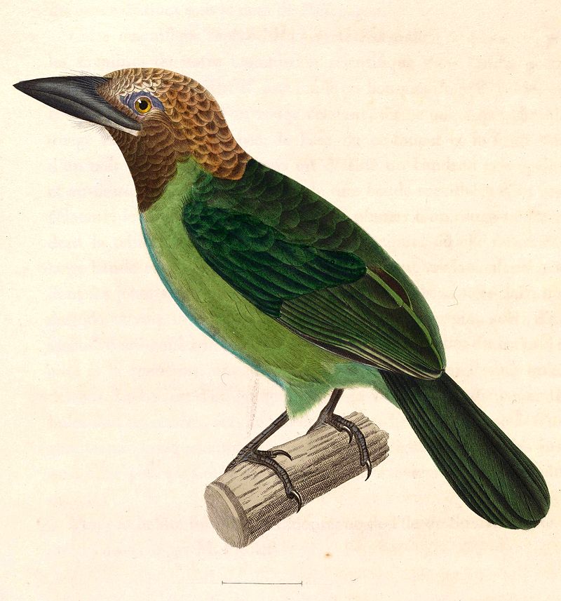 Brown-throated barbet