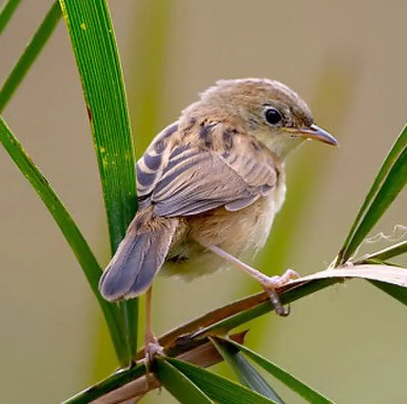 Carruthers s cisticola