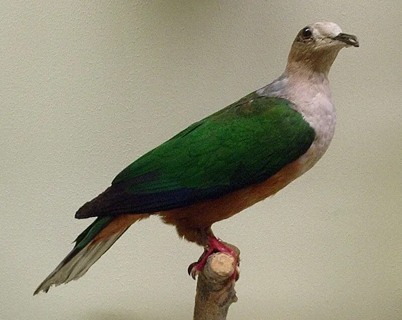 Cinnamon-bellied imperial pigeon