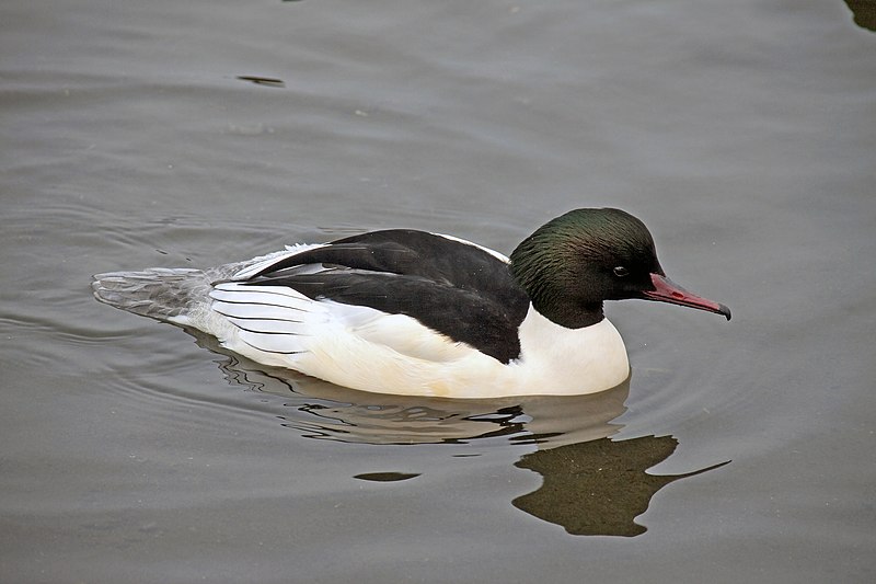 Common merganser