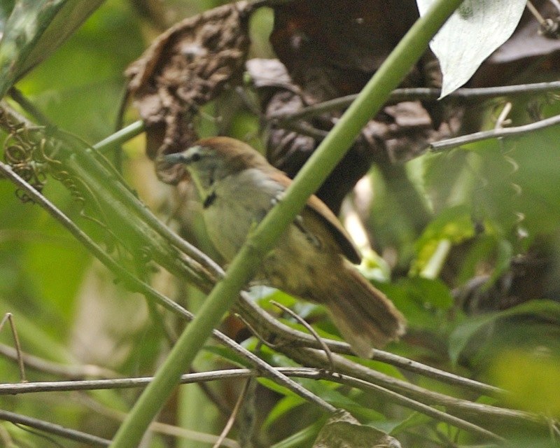 Crescent-chested babbler