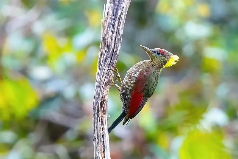 Crimson-winged woodpecker