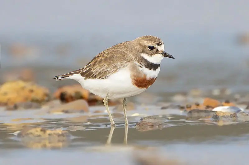 Double-banded plover