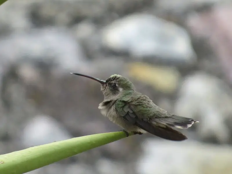 Dusky hummingbird