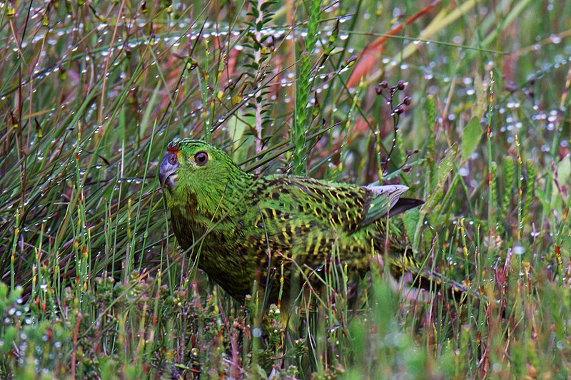 Eastern ground parrot