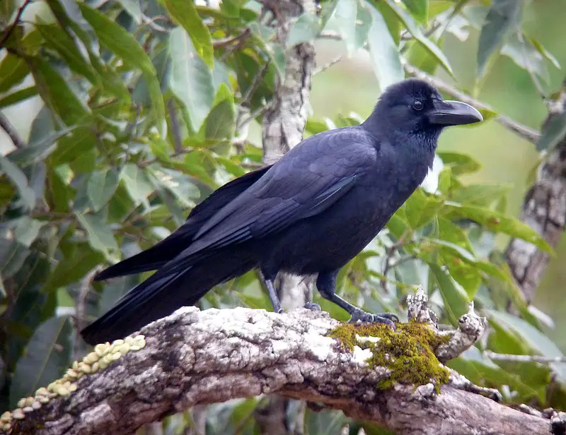 Eastern jungle crow