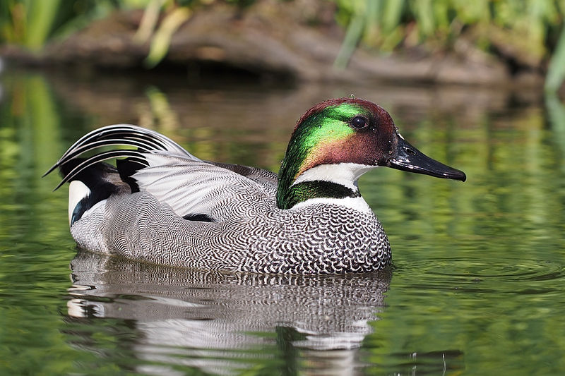 Falcated duck