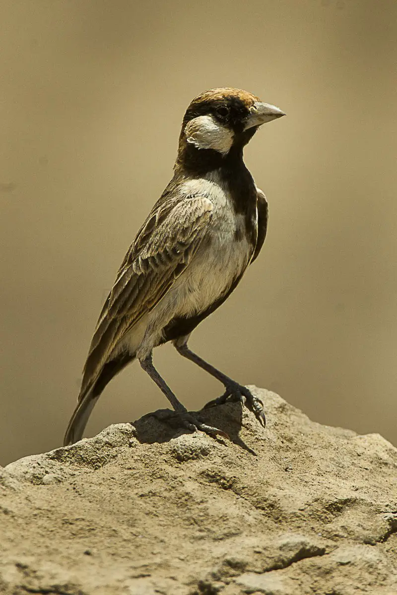 Fischer s sparrow-lark