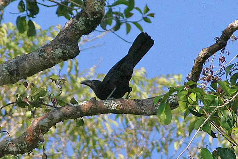 Flores Crow