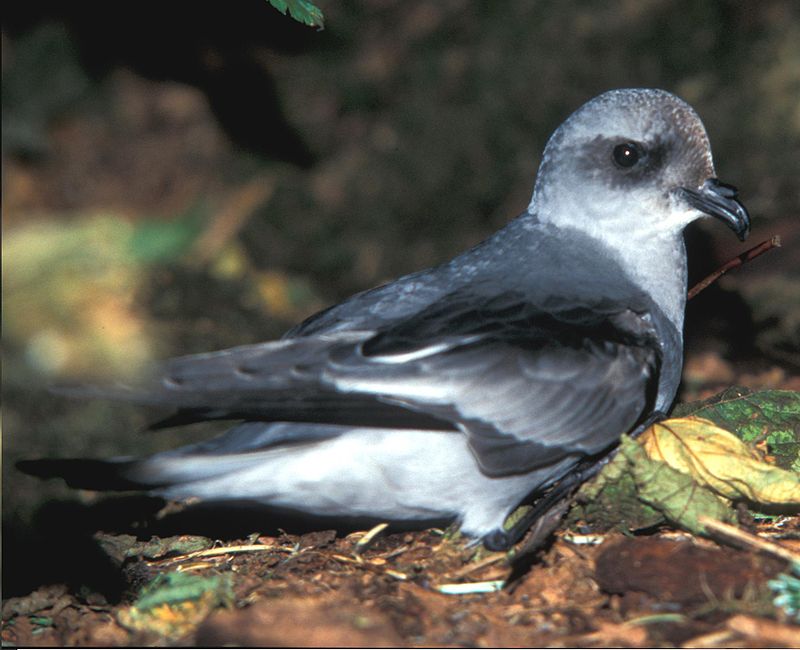 Fork-tailed storm petrel