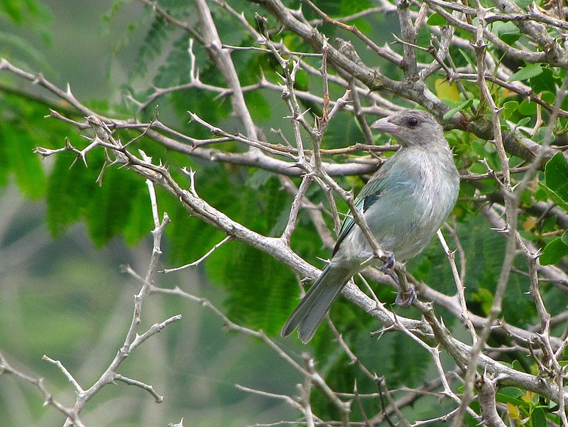 Glaucous tanager