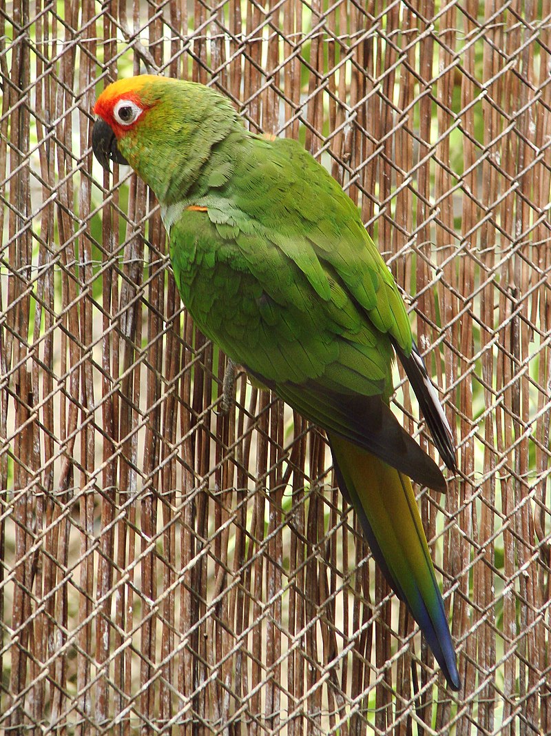 Golden-capped parakeet