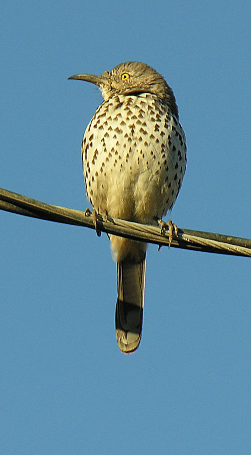 Gray thrasher