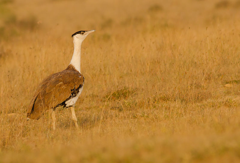 Great Indian bustard