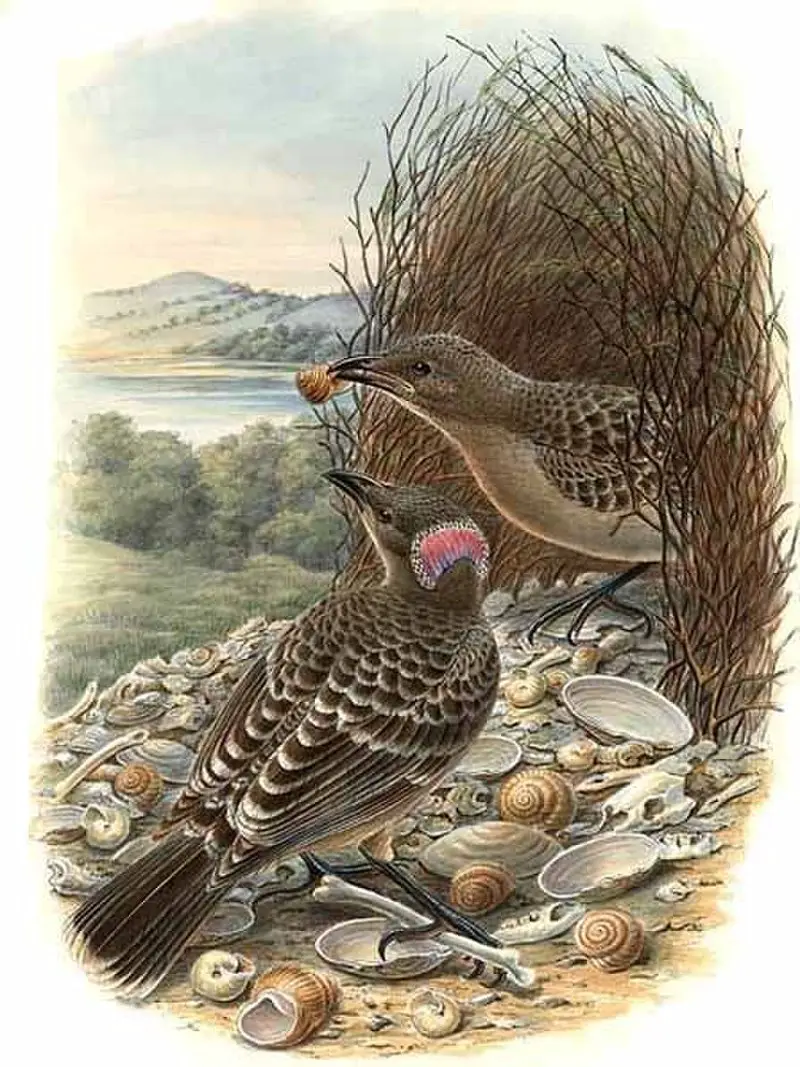 Great bowerbird
