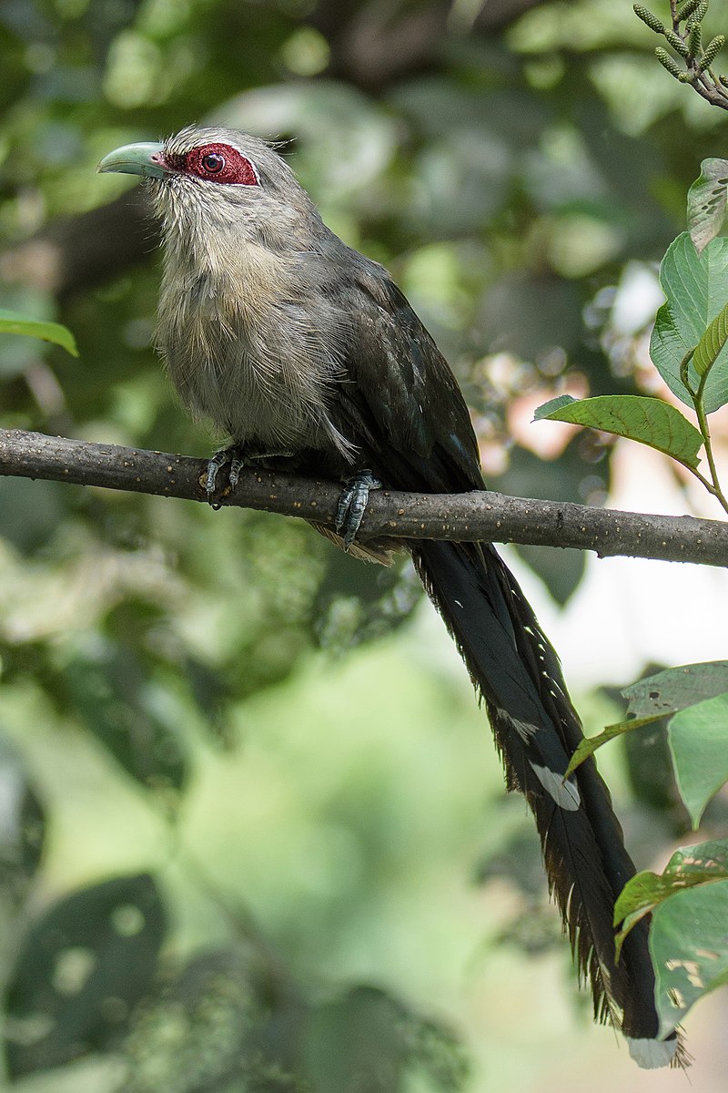 Green-billed malkoha