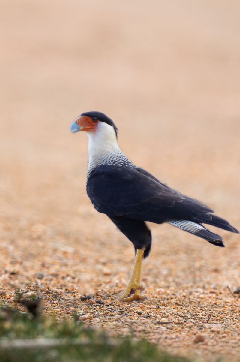 Guadalupe caracara