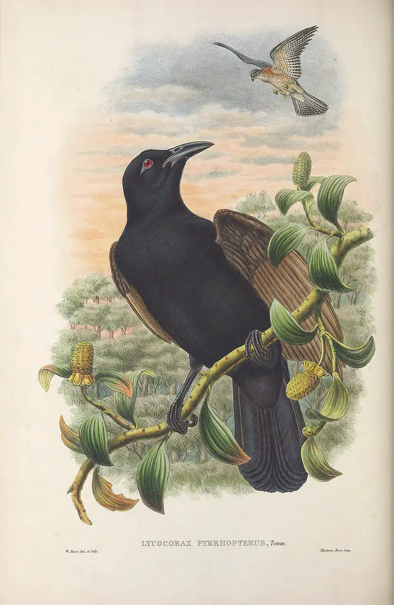 Halmahera paradise-crow