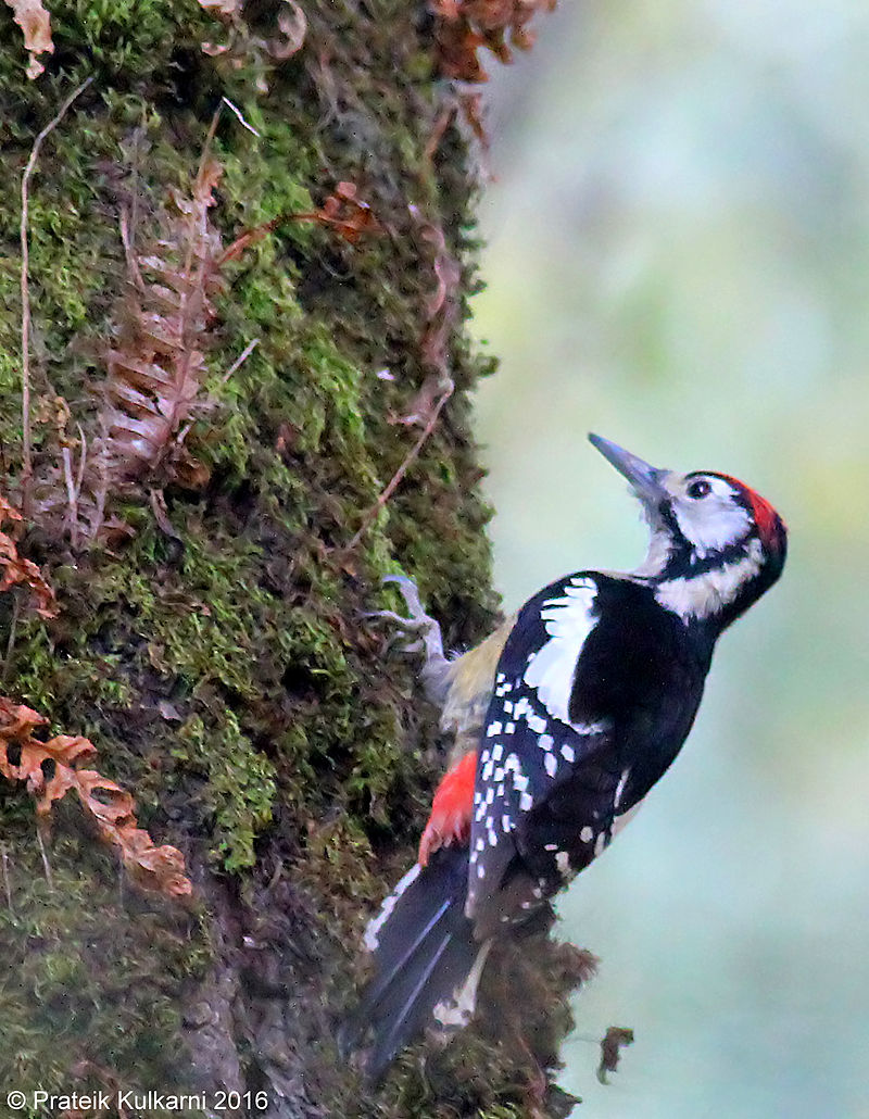 Himalayan woodpecker