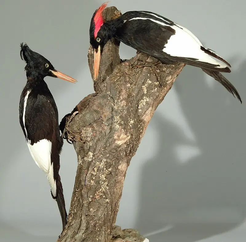 Imperial woodpecker