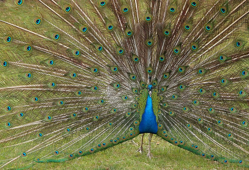 Indian peafowl