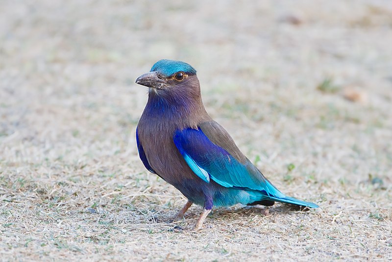 Indochinese roller