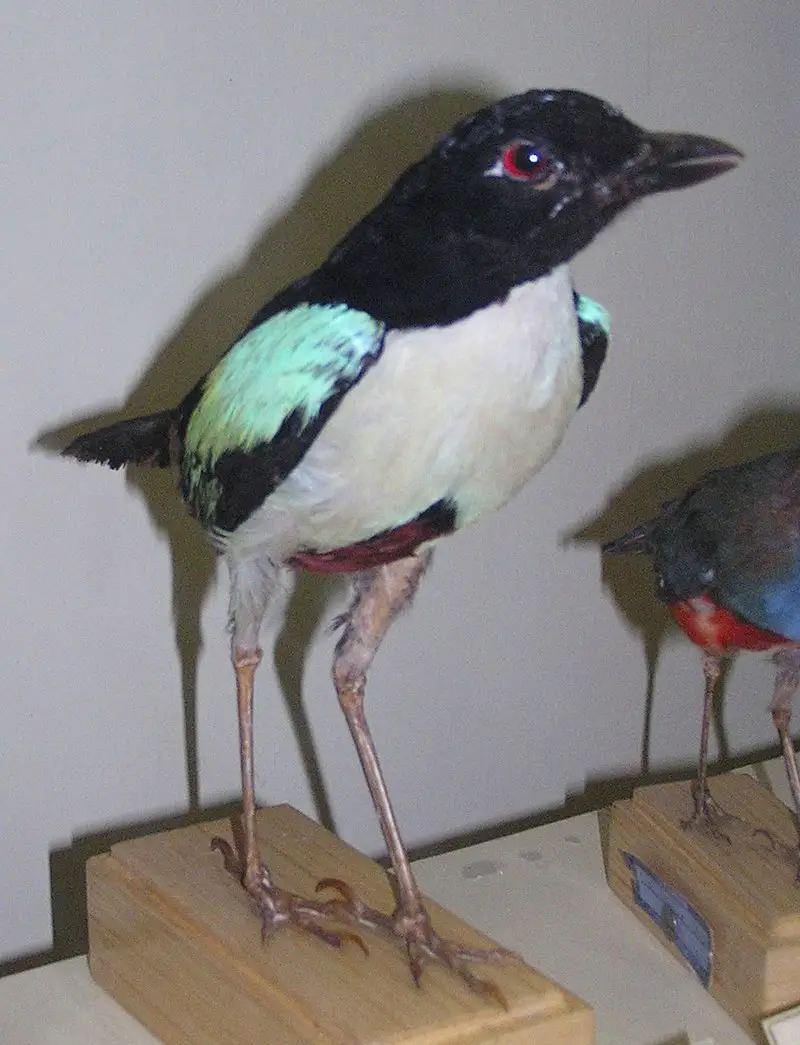 Ivory-breasted pitta
